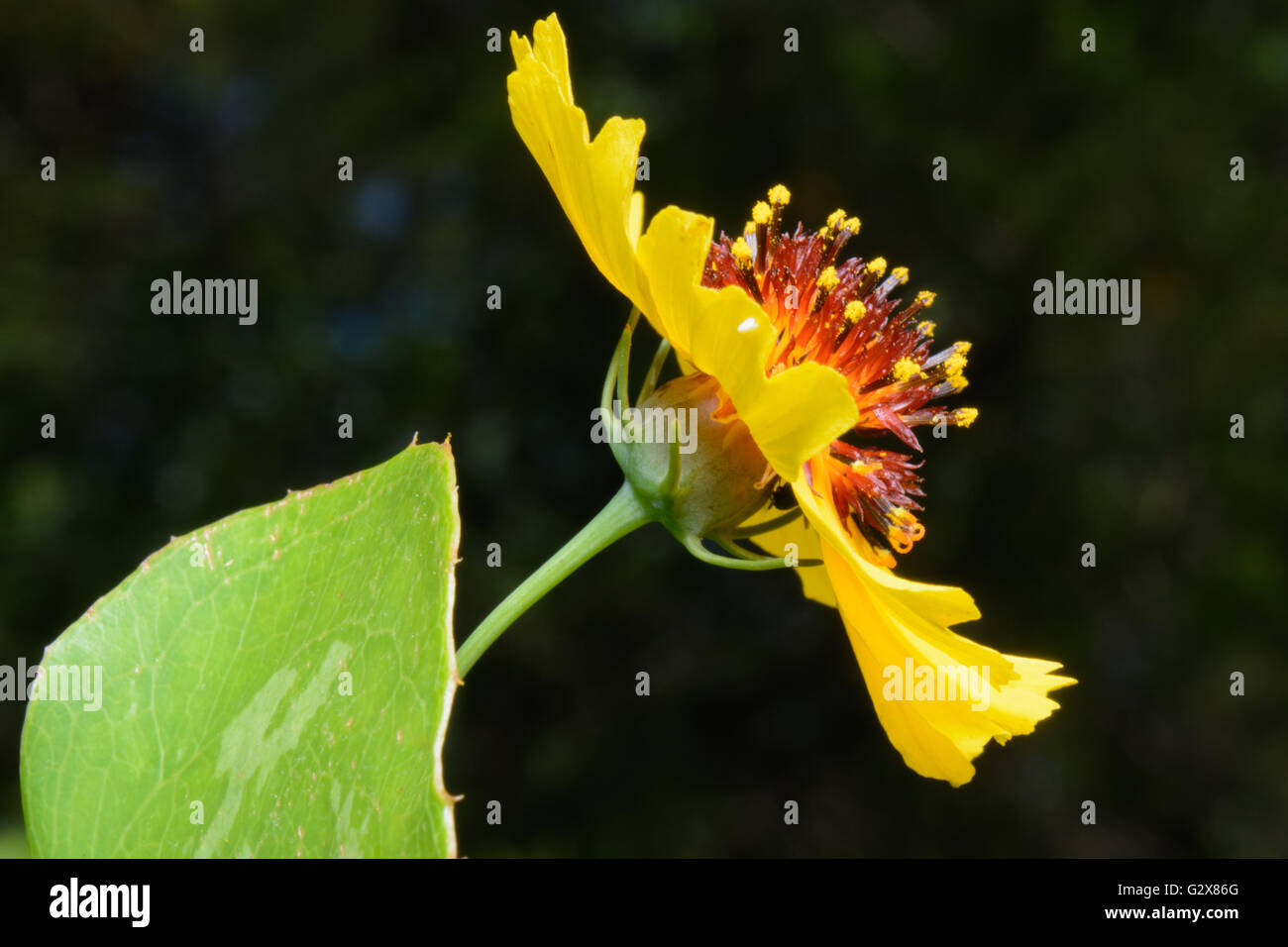 Coreopsis Linifolia Wildflower, manchmal auch als Texas Tickweed Profil, selektiven Fokus Stockfoto