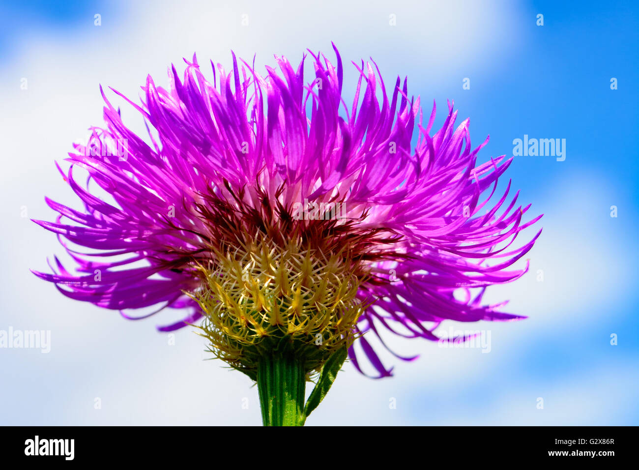 Korb-Blume (Plectocephalus Americanus) oder American Star Thistle Nahaufnahme selektiven Fokus Vordergrund Stockfoto