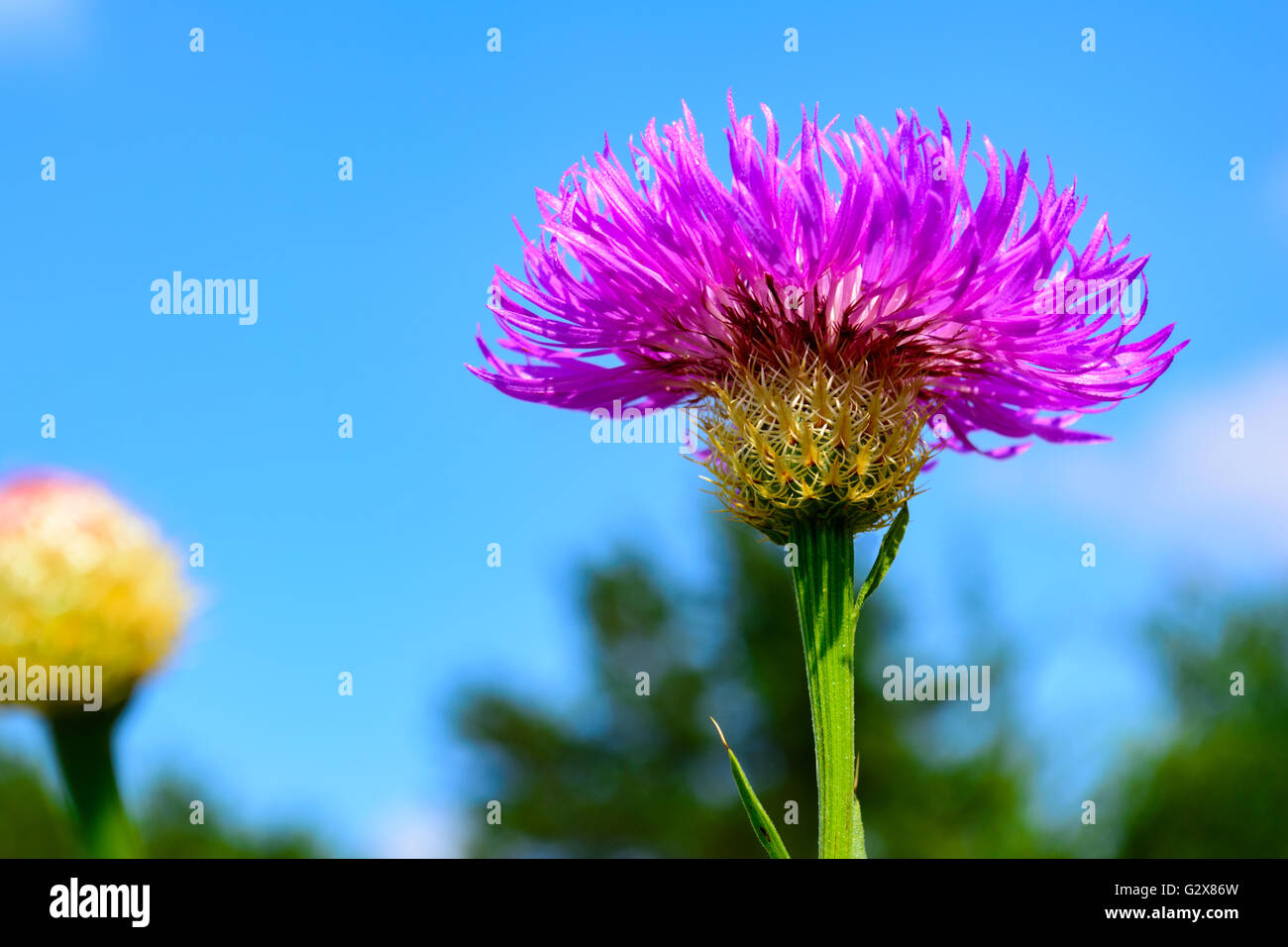 Korb-Blume (Plectocephalus Americanus) oder American Star Thistle mit selektiven Fokus Vordergrund Stockfoto