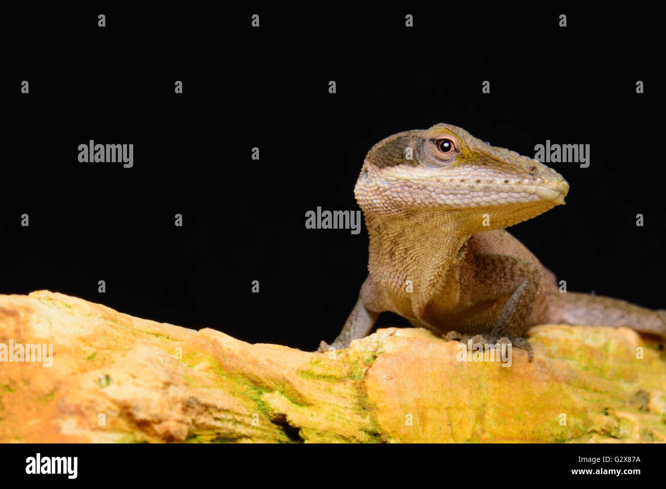 Carolina Anole (Anolis Carolinensis) auf Felsen, schwarzem Hintergrund Stockfoto