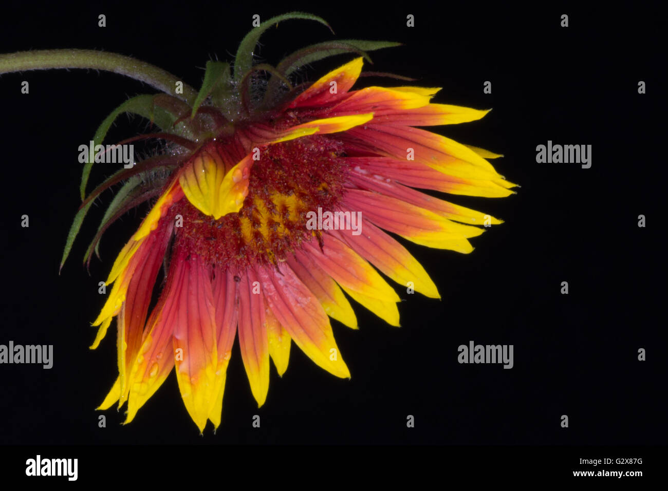 Indische Decke (Gaillardia Pulchella) oder Firewheel Wildblumen isoliert gegen schwarzen Hintergrund Verbeugung Stockfoto