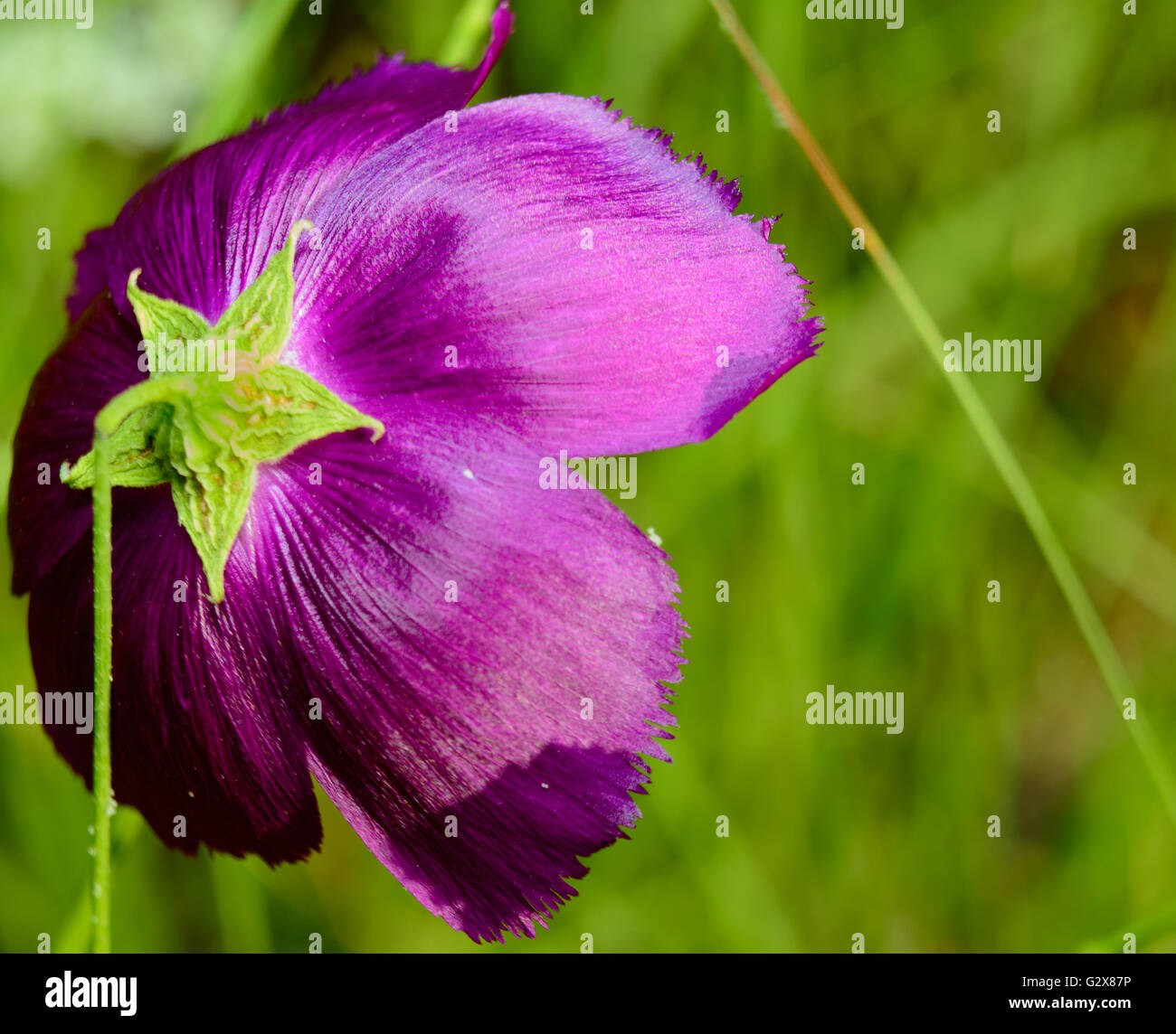 Lila Weincup (Callirhoe Involucrata) öffnen, selektiven Fokus Vordergrund, grüner Hintergrund Stockfoto