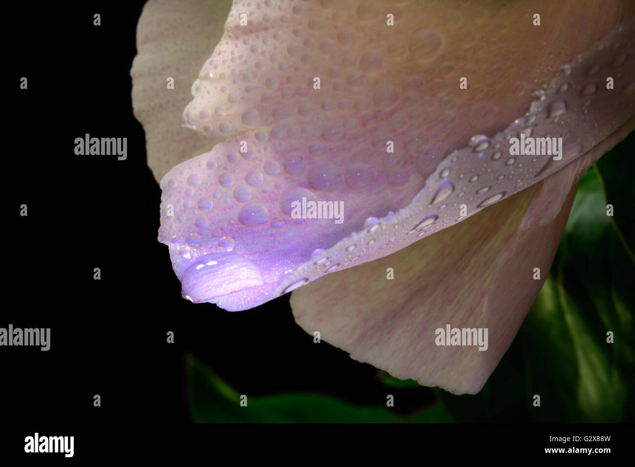 Pfingstrose Blüte mit Wassertropfen, selektiven Fokus auf Tropfen, künstlerische Stockfoto