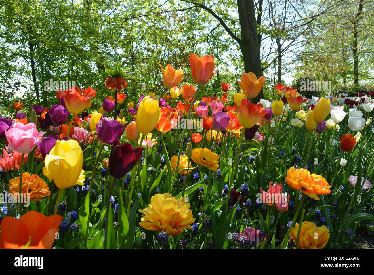 Frühling Tulpen in farbenfrohen Display Stockfoto