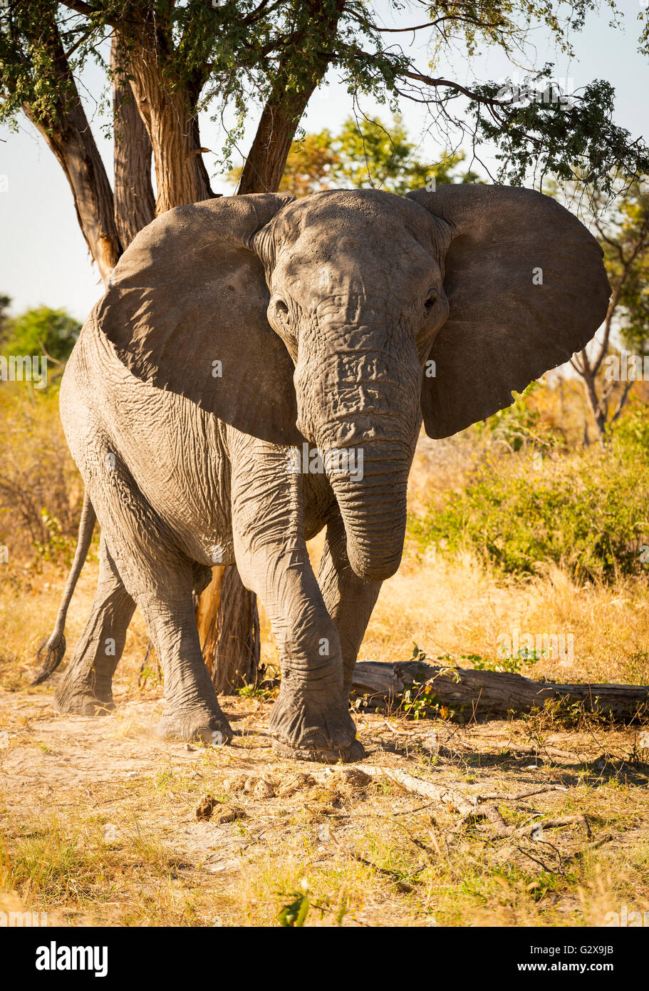 Große afrikanische Elefant Portrait mit Ohren, weite in Botswana, Afrika Stockfoto