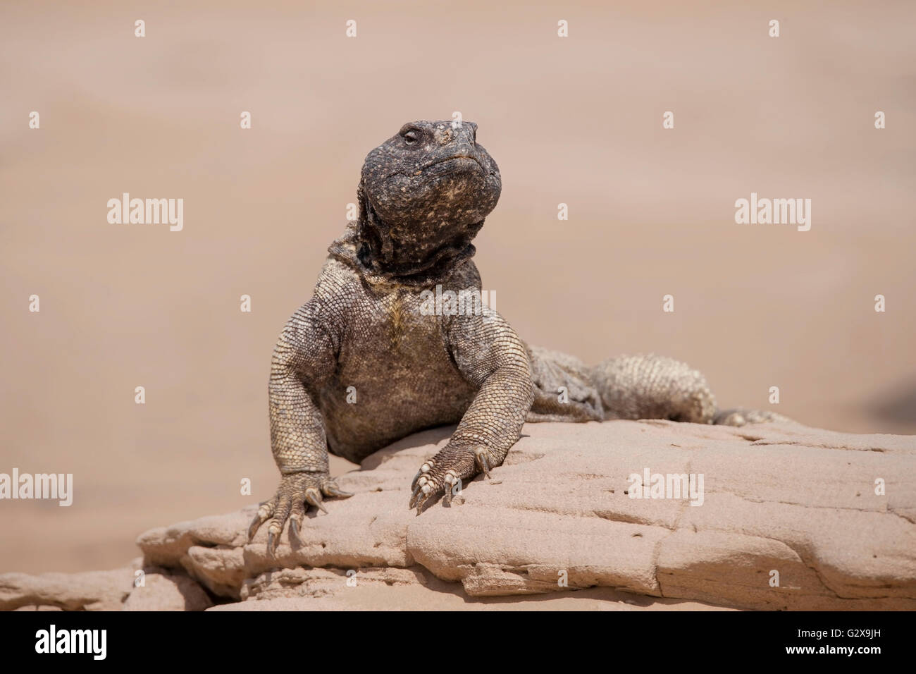 Arabische schwarze Kopf Wüste Echse Reptil Tier stehen auf Felsen isoliert Hintergrund in Dubai, Golf Sahara Stockfoto