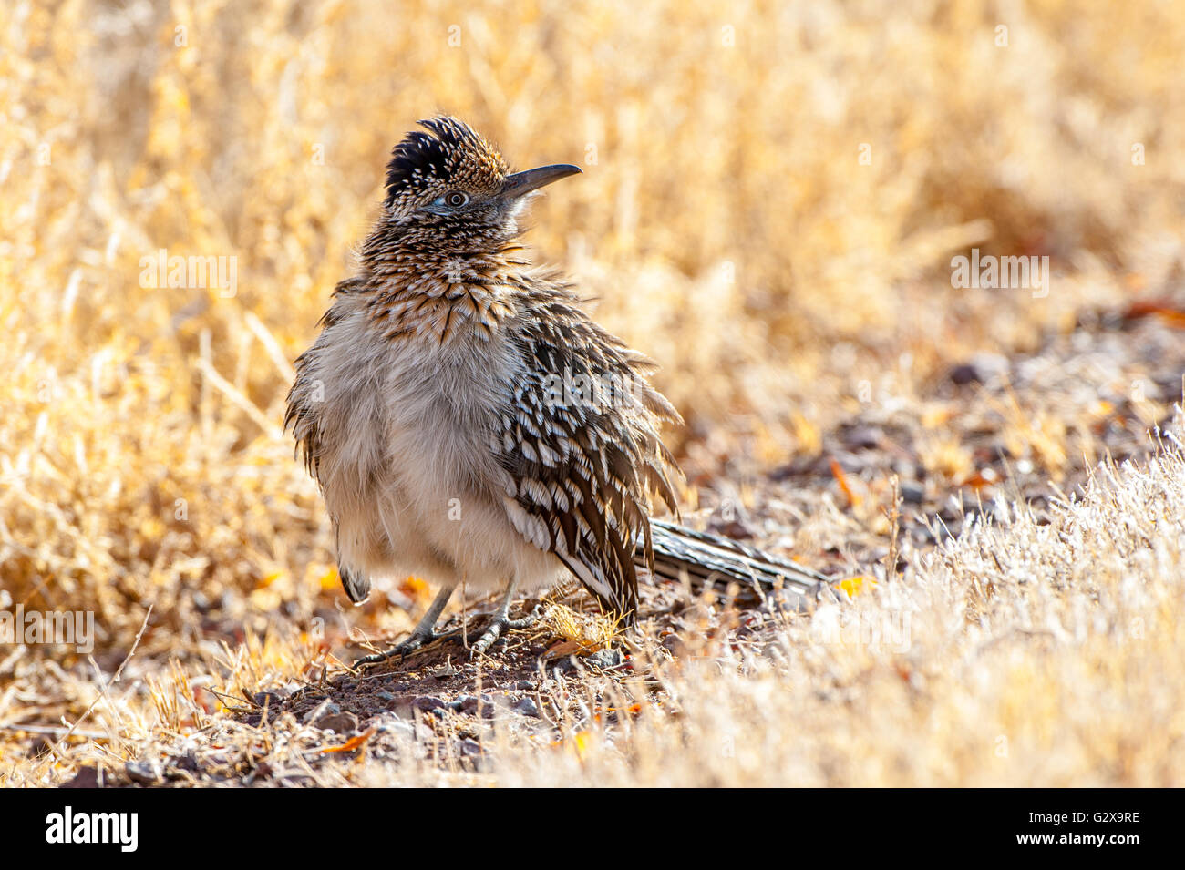 Größere Roadrunner (Geococcyx Californianus) sitzt auf dem trockenen Rasen. Stockfoto