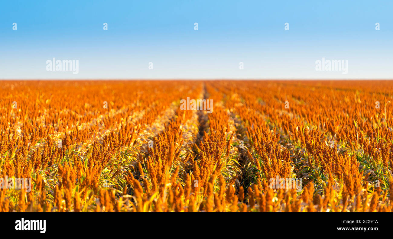 Getreide feld afrika -Fotos und -Bildmaterial in hoher Auflösung – Alamy