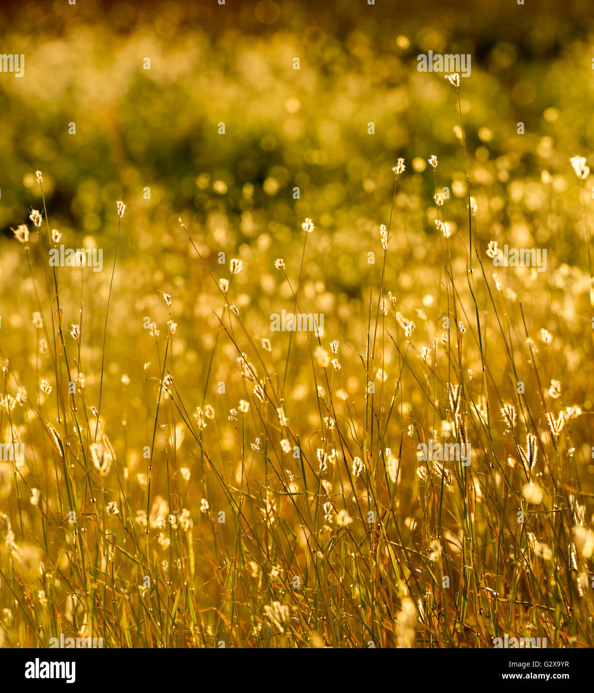 Sommer Wiese mit Bokeh Hintergrund im warmen Abendlicht Stockfoto