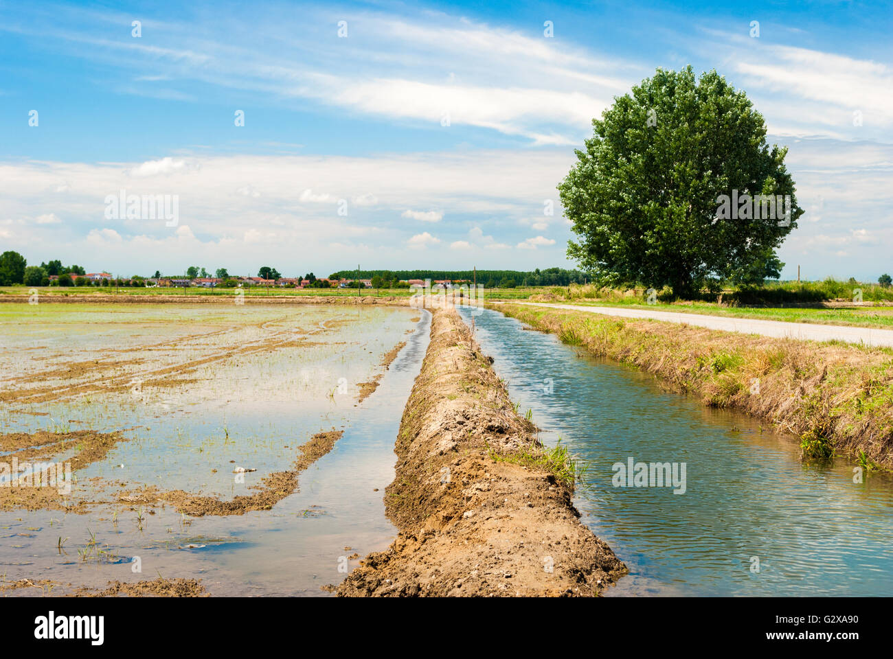 Überfluteten Reisfeld in Lomellina (Norditalien) Stockfoto