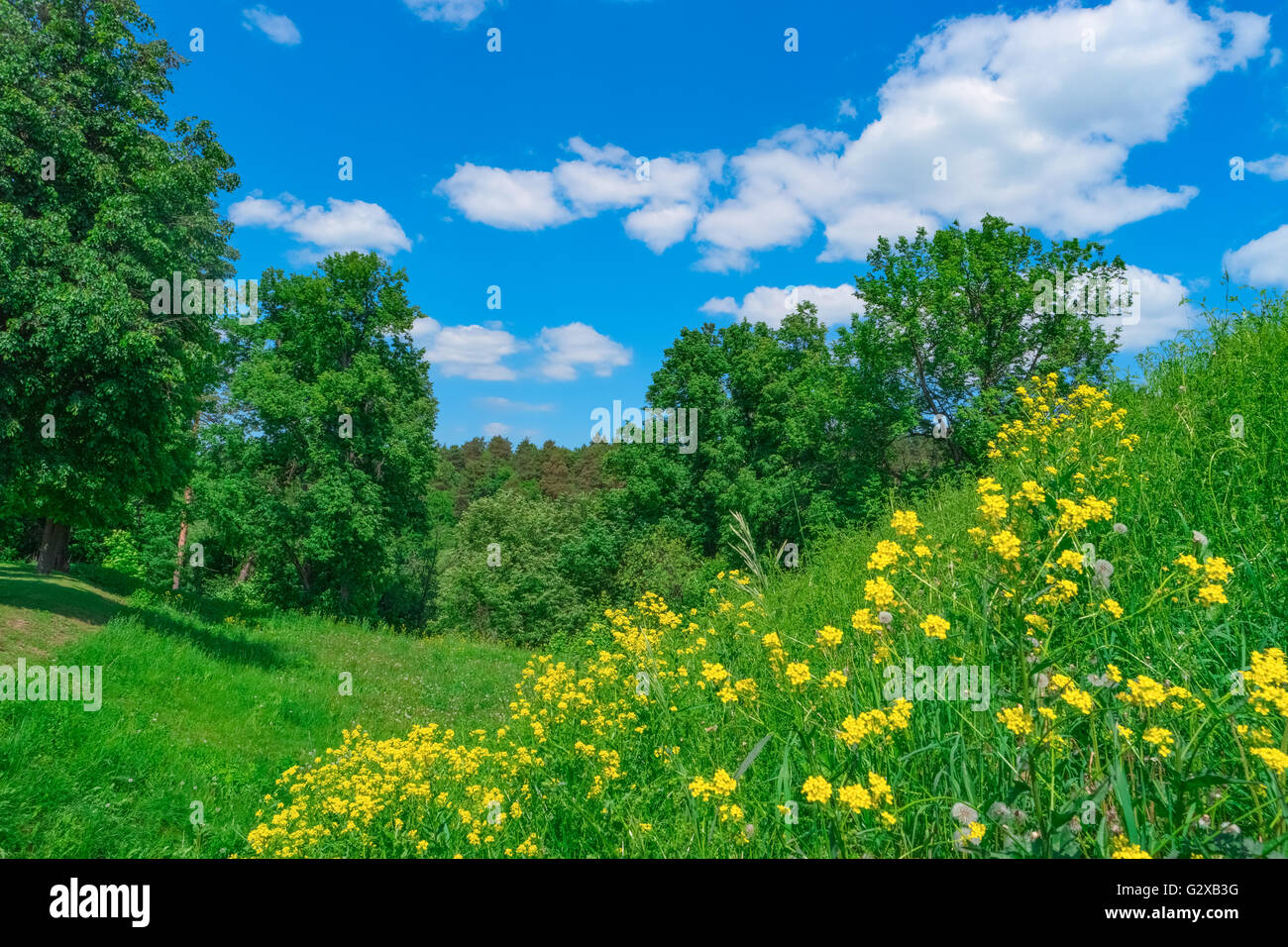 Sommerlandschaft mit Rasen, Blumen, Wald und Himmel Stockfoto
