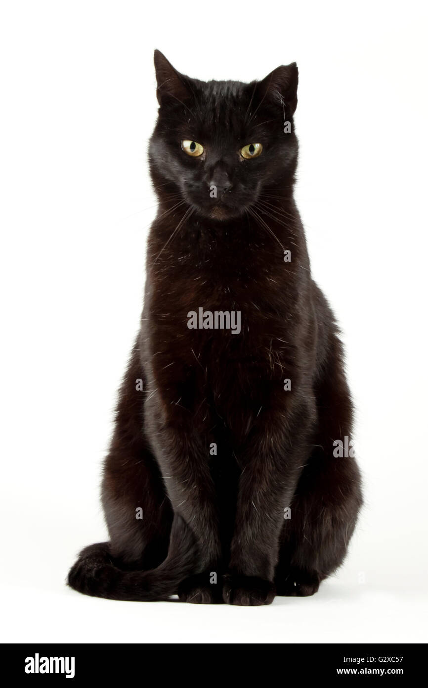 Schwarze Katze, Tomcat Stockfoto