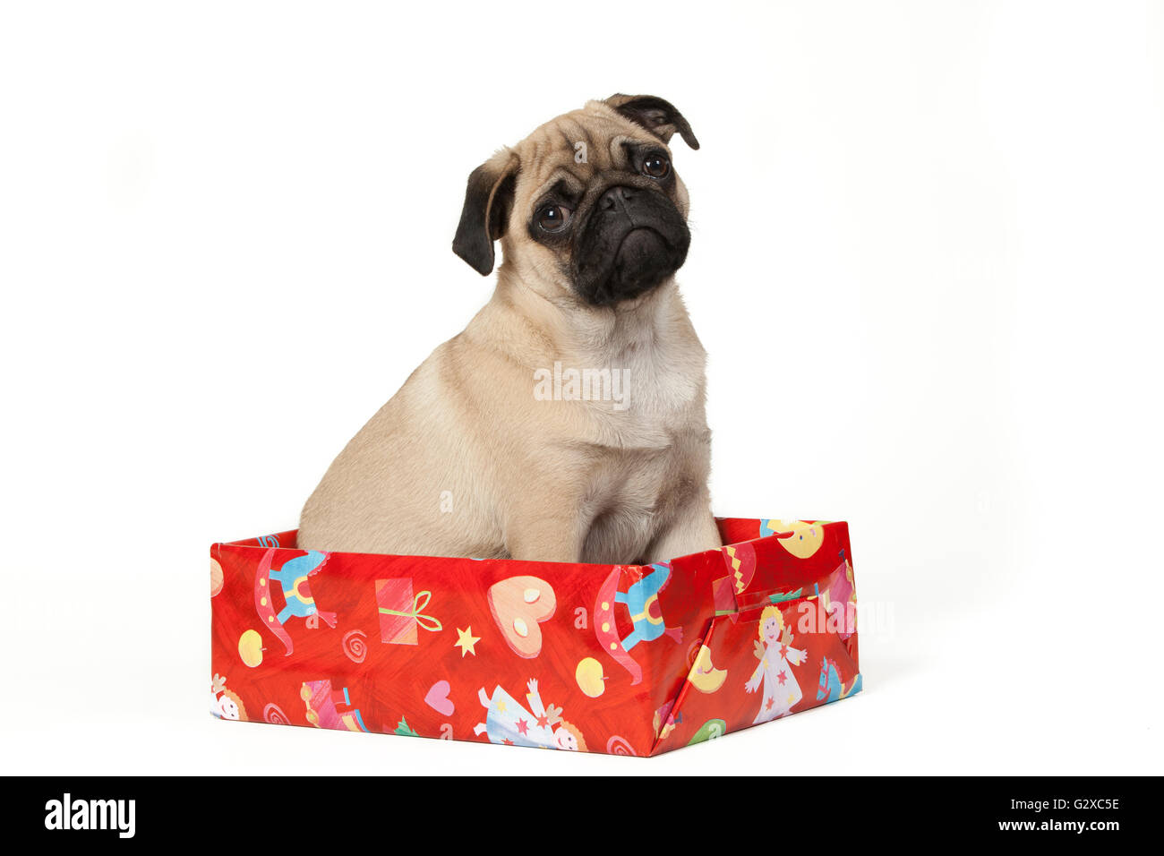 Mops, Welpe, sitzend in einem Weihnachtsgeschenk Stockfoto