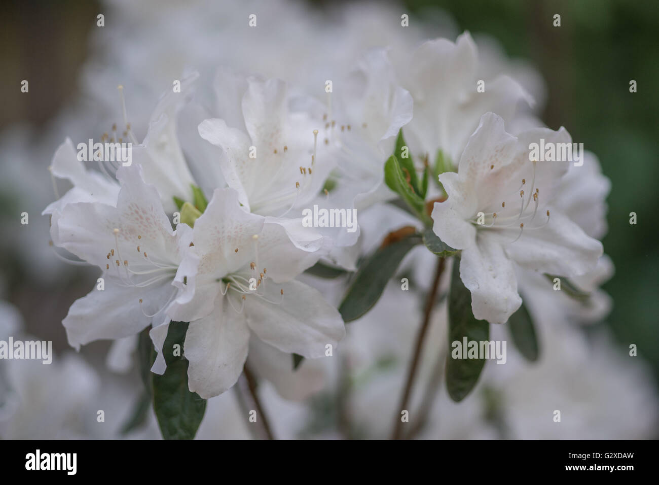 Weiße Rhododendron Blüte Nahaufnahme Stockfoto