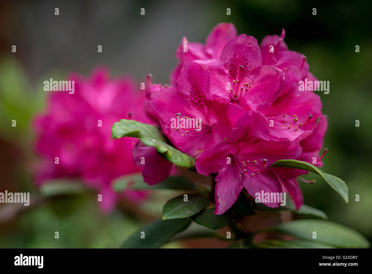 Lila rosa üppigen Rhododendron "Germania" Blüte Stockfoto