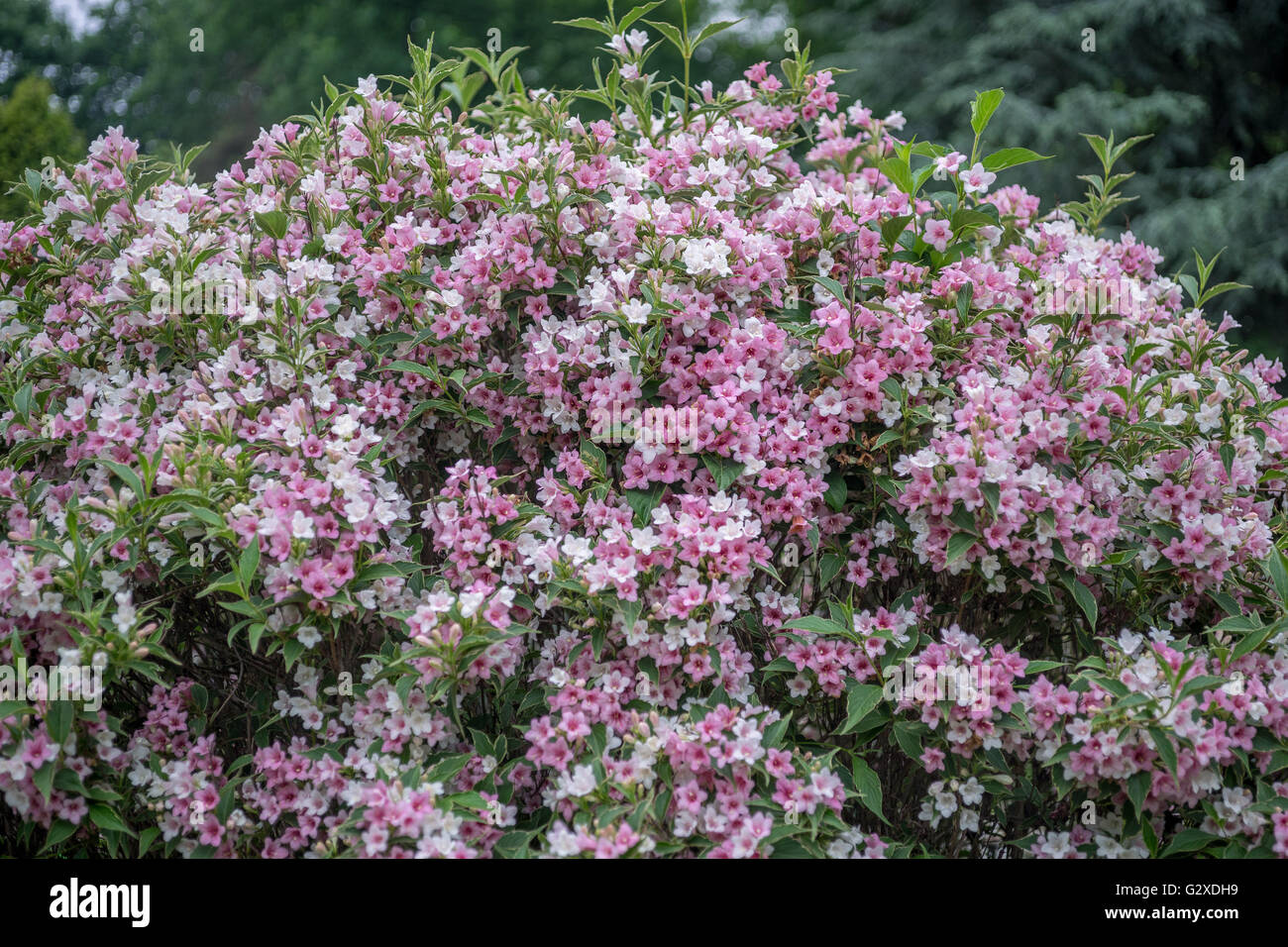 Weigela busch Fotos und Bildmaterial in hoher Auflösung Alamy