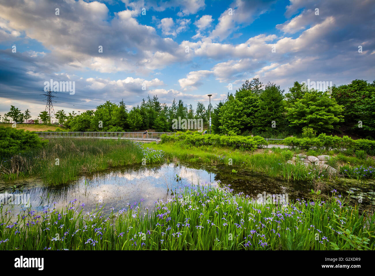 Teich am Corktown häufig in Toronto, Ontario. Stockfoto Teich am Corktown häufig in Toronto, Ontario. Stockfoto