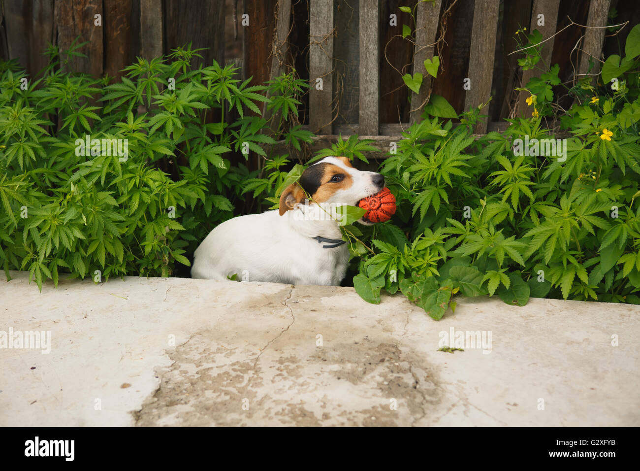 Hundesitting in den Büschen von Cannabis mit einem ball Stockfoto