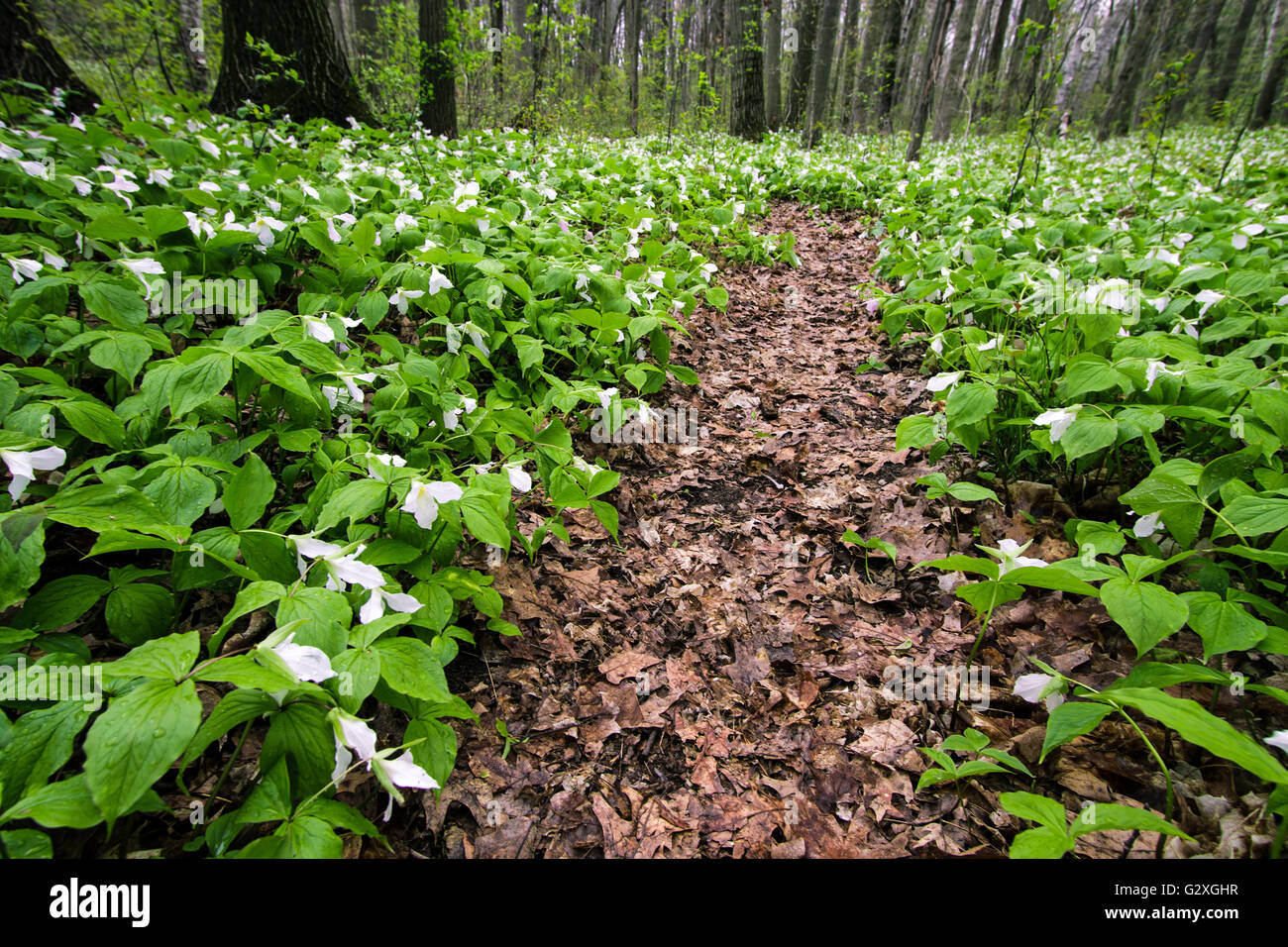 Spring Forest Trillium Landschaft. North Woods Waldboden, gesäumt mit dem geschützten Wildblumentrillium in einem Wald von Michigan. Stockfoto
