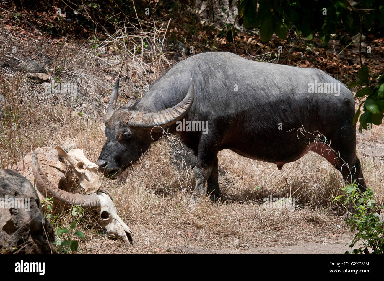 Rinca Island, Wasserbüffel Essen Grasland Stockfoto