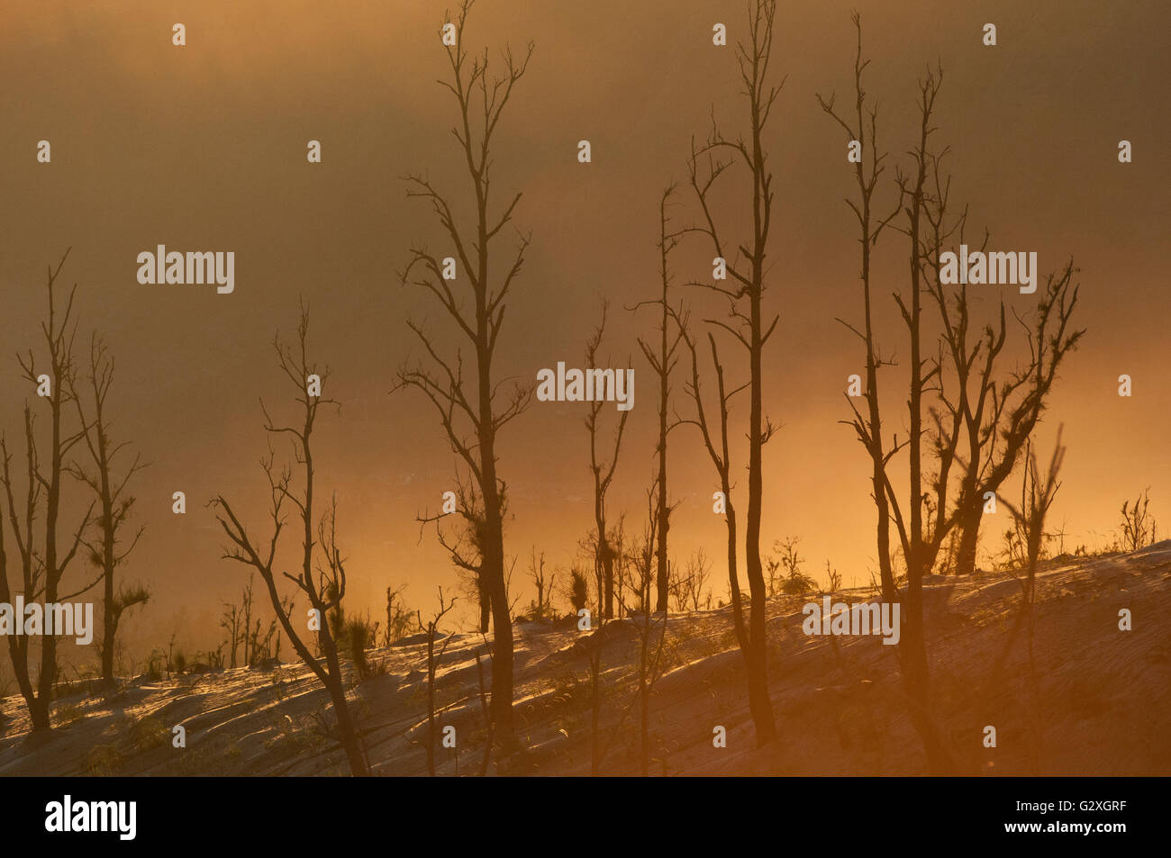 Java, Mt. Bromo Sunrise mit toten Bäumen aus dem Hintergrund von der Sonne beschienen bei Sonnenaufgang Stockfoto