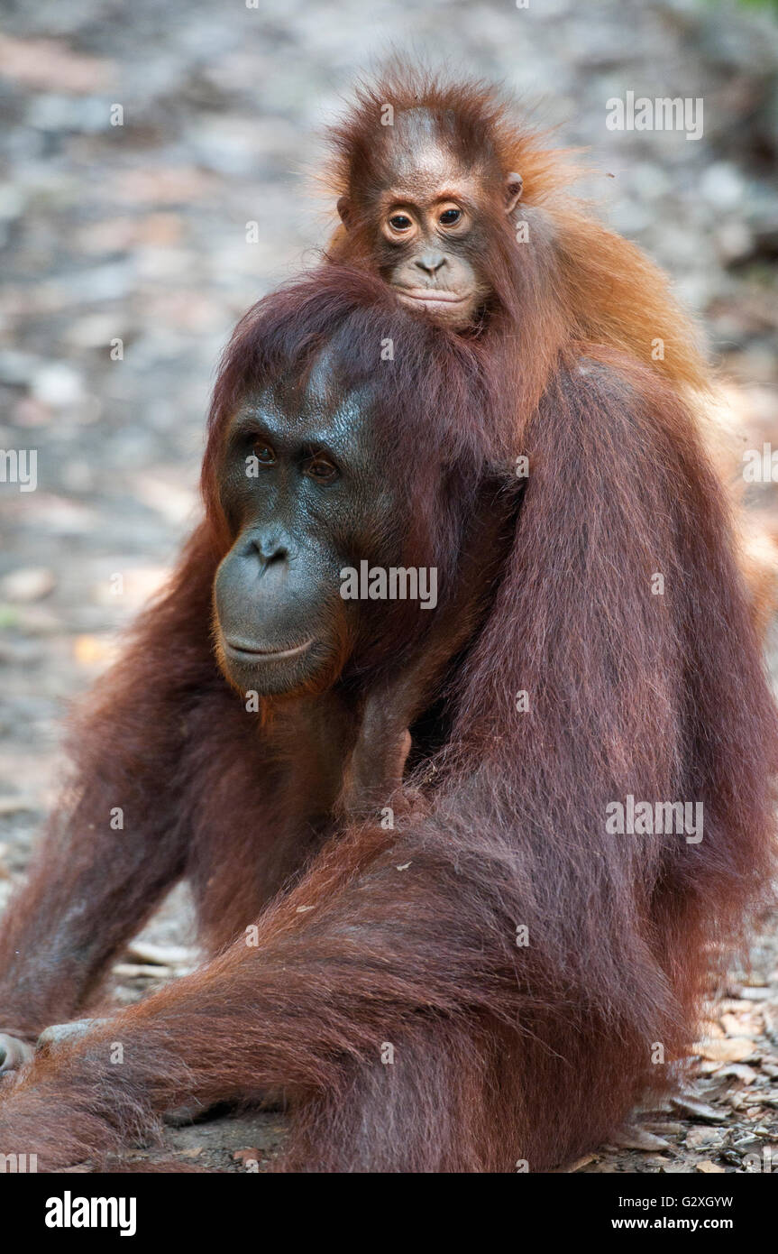 Kalimantan, Tanjung Puting NP, Baby Orangutan auf Mutters Rücken Stockfoto