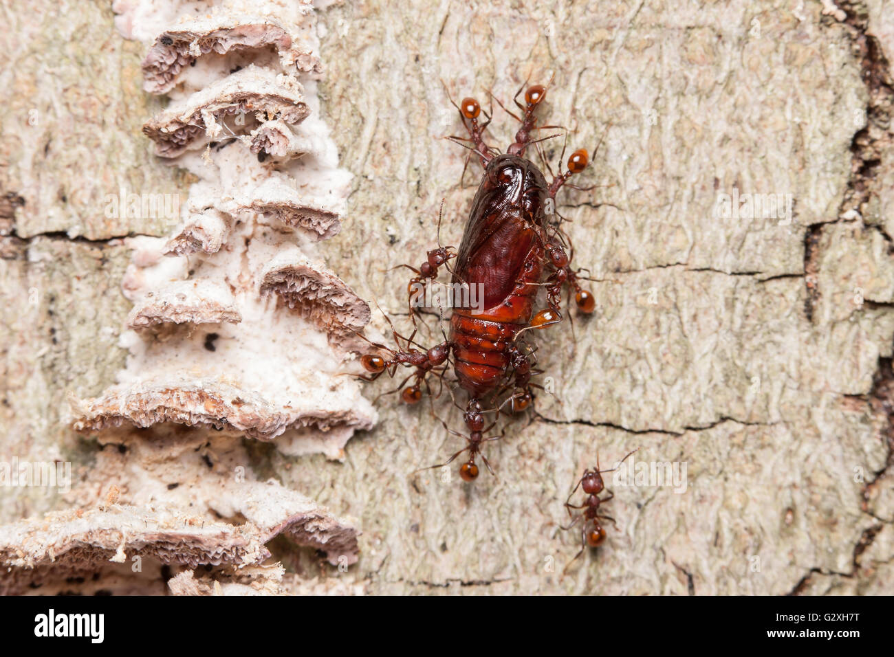 Wirbelsäule-taillierte Ant (Aphaenogaster Tennesseensis) Arbeiter tragen erbeutete Nahrung, eine Motte Puppe zu ihrem Nest in toten Baumstamm. Stockfoto