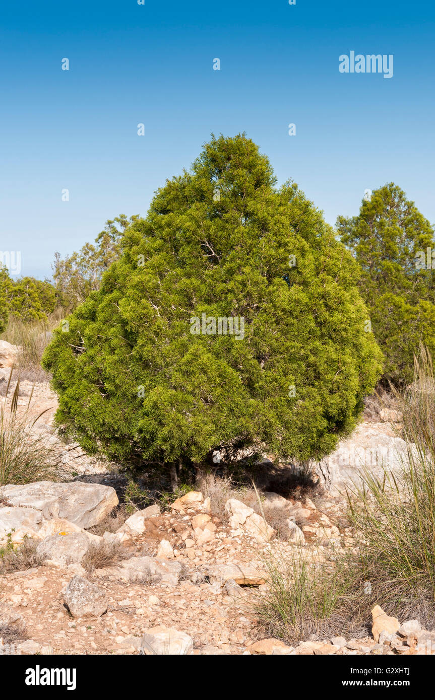 Exemplar der Phönizische Wacholder, Juniperus Phoenicea. Es ist in der gesamten Region Mittelmeer Wacholder Stockfoto