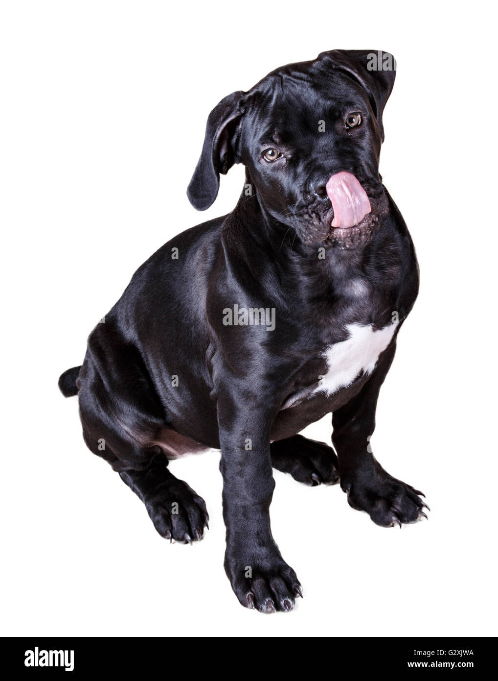 Hund African Boerboel isoliert auf weißem Hintergrund Stockfoto