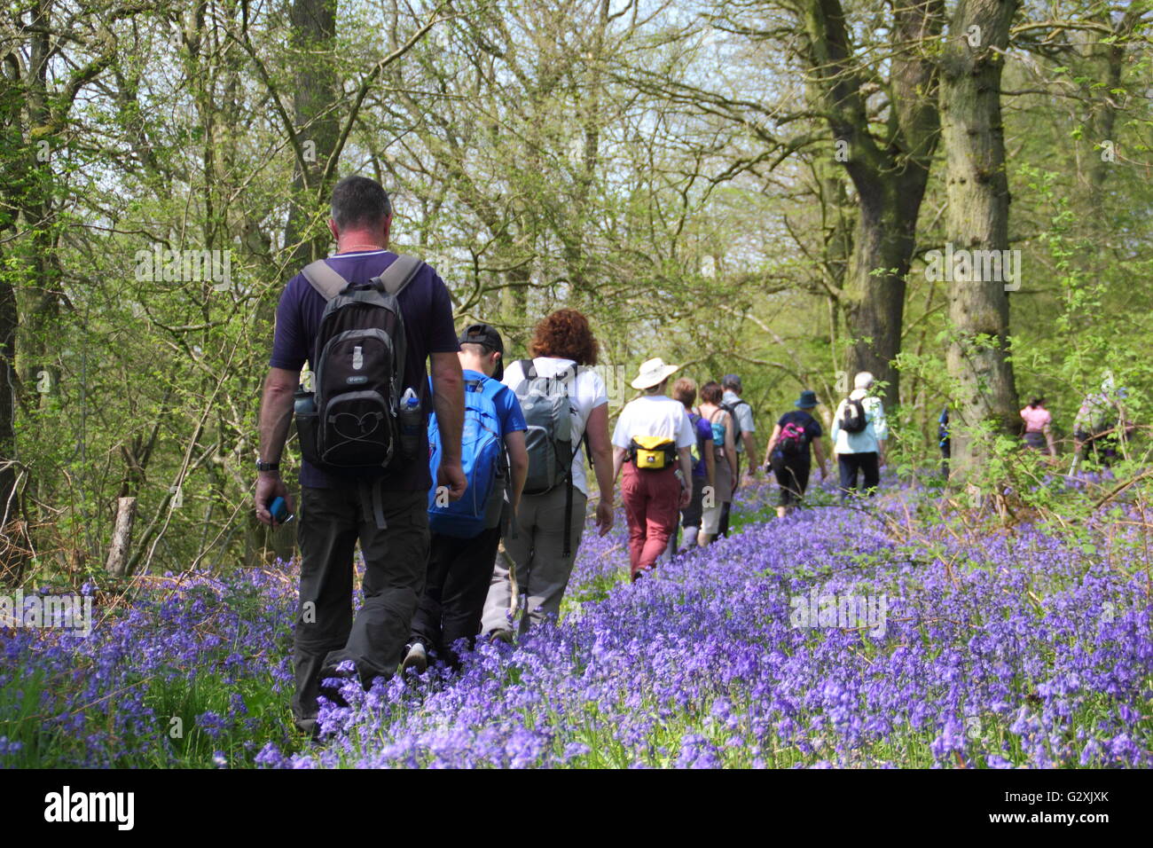 Die Menschen auf eine Glockenblume gehen durch den National Trust Wald im Hardwick Estate in Derbyshire auf einer sonnigen Maifeiertag England UK Stockfoto