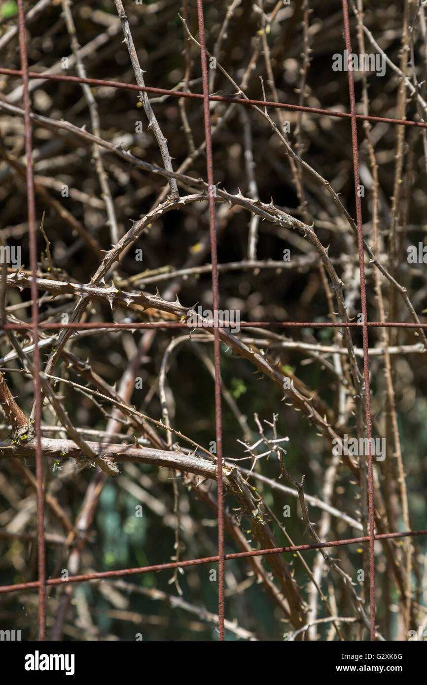 dornige Pflanzen wachsen in der Nähe von Metall-Zaun Stockfoto
