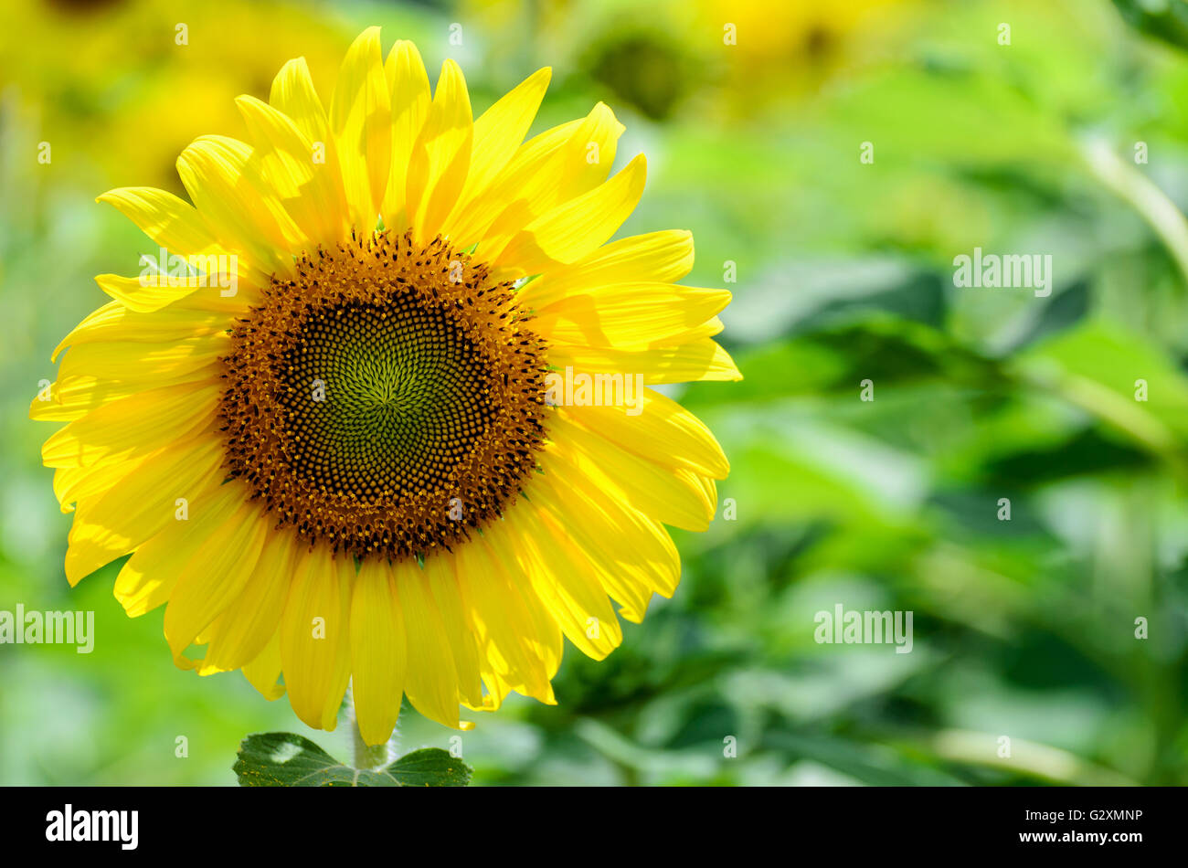Viele gelbe Blume Sonnenblume oder Helianthus Annuus blühen in der Farm, Thailand Stockfoto