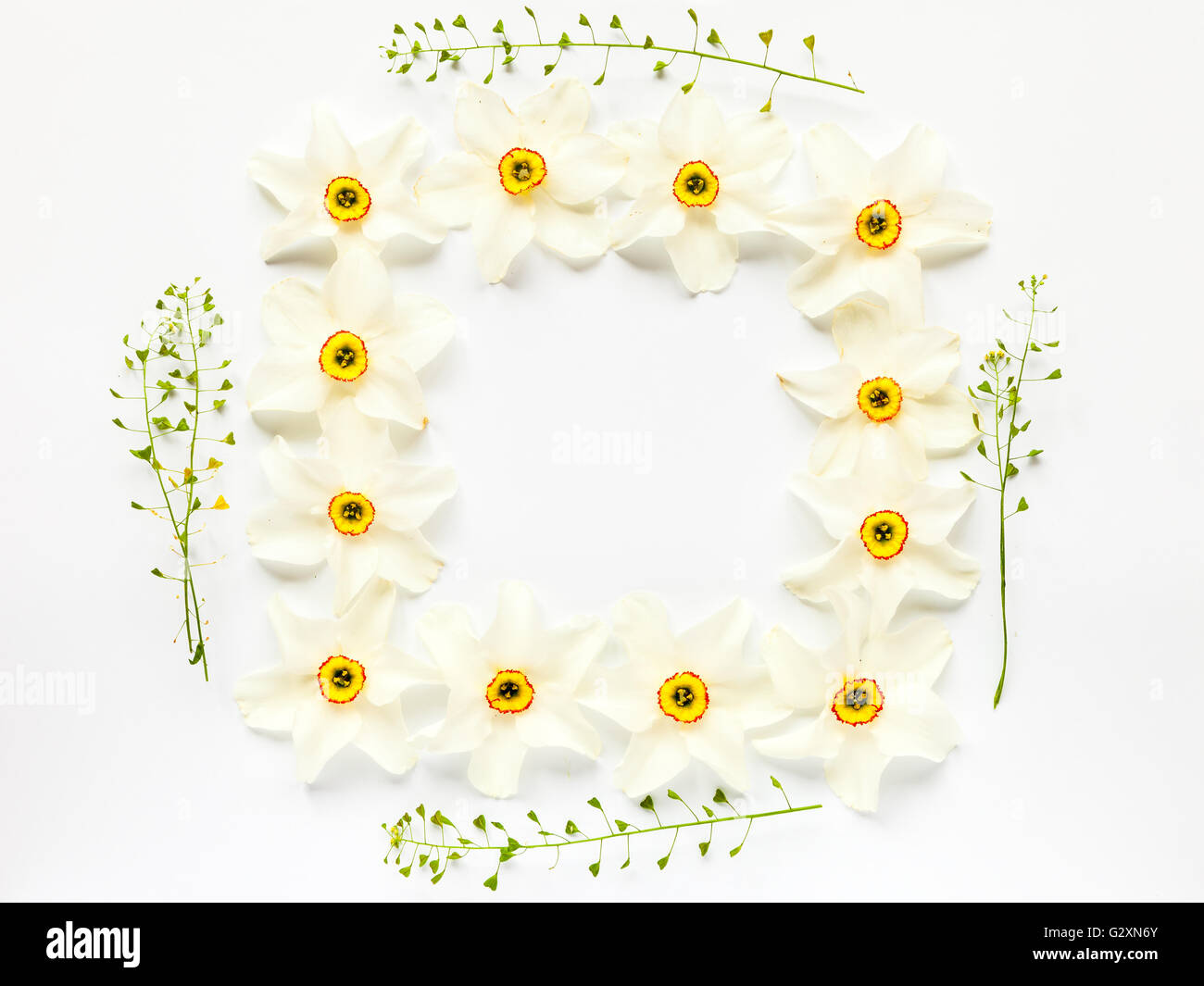 Florale von frischem Narzissen Blumen und hepherds Geldbeutel auf Weiß. Flach, Ansicht von oben. Stockfoto