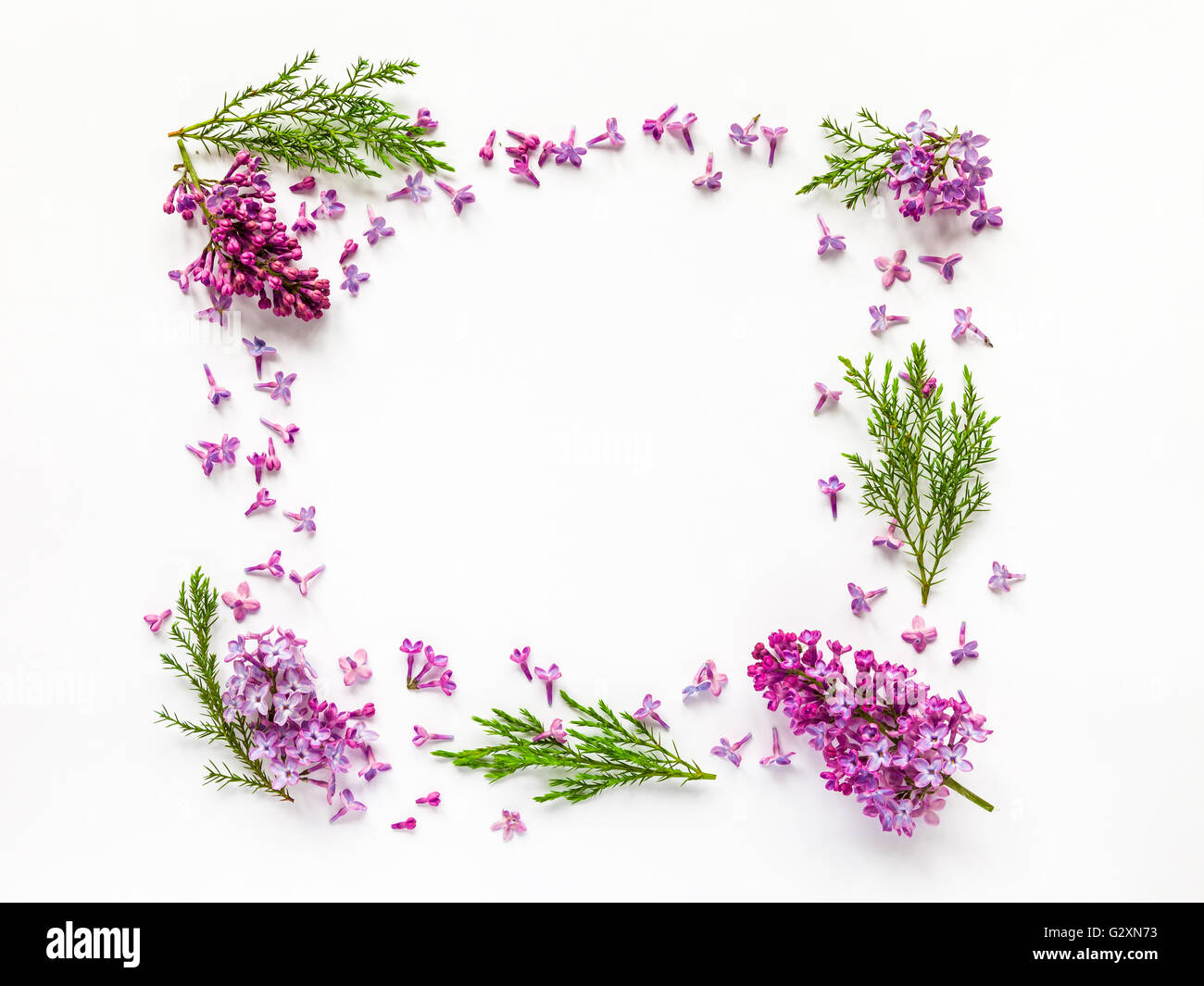 Florale von frischem lila Blumen und Juniper Zweige auf Weiß. Flach, Ansicht von oben. Stockfoto