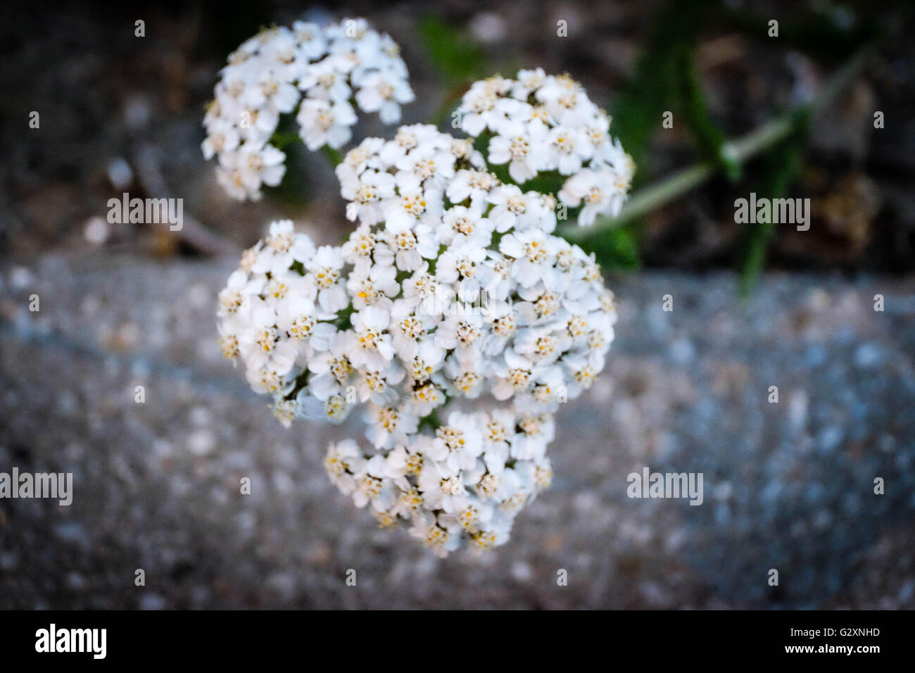 Blumenstrauß Stockfoto