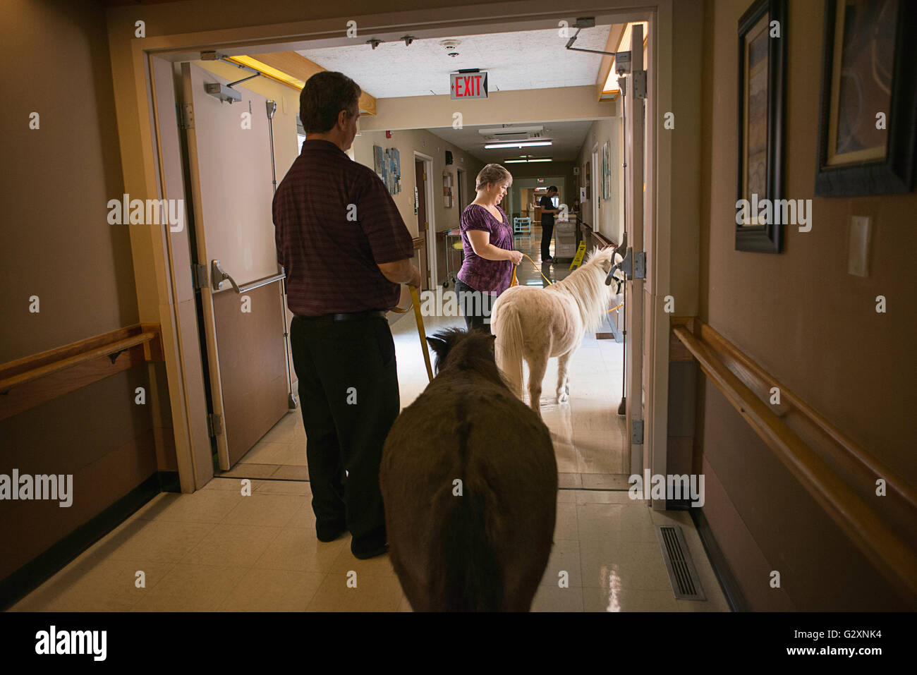 Therapie-Pferde, Besuch einer Reha-Einrichtung in Oregon. Stockfoto