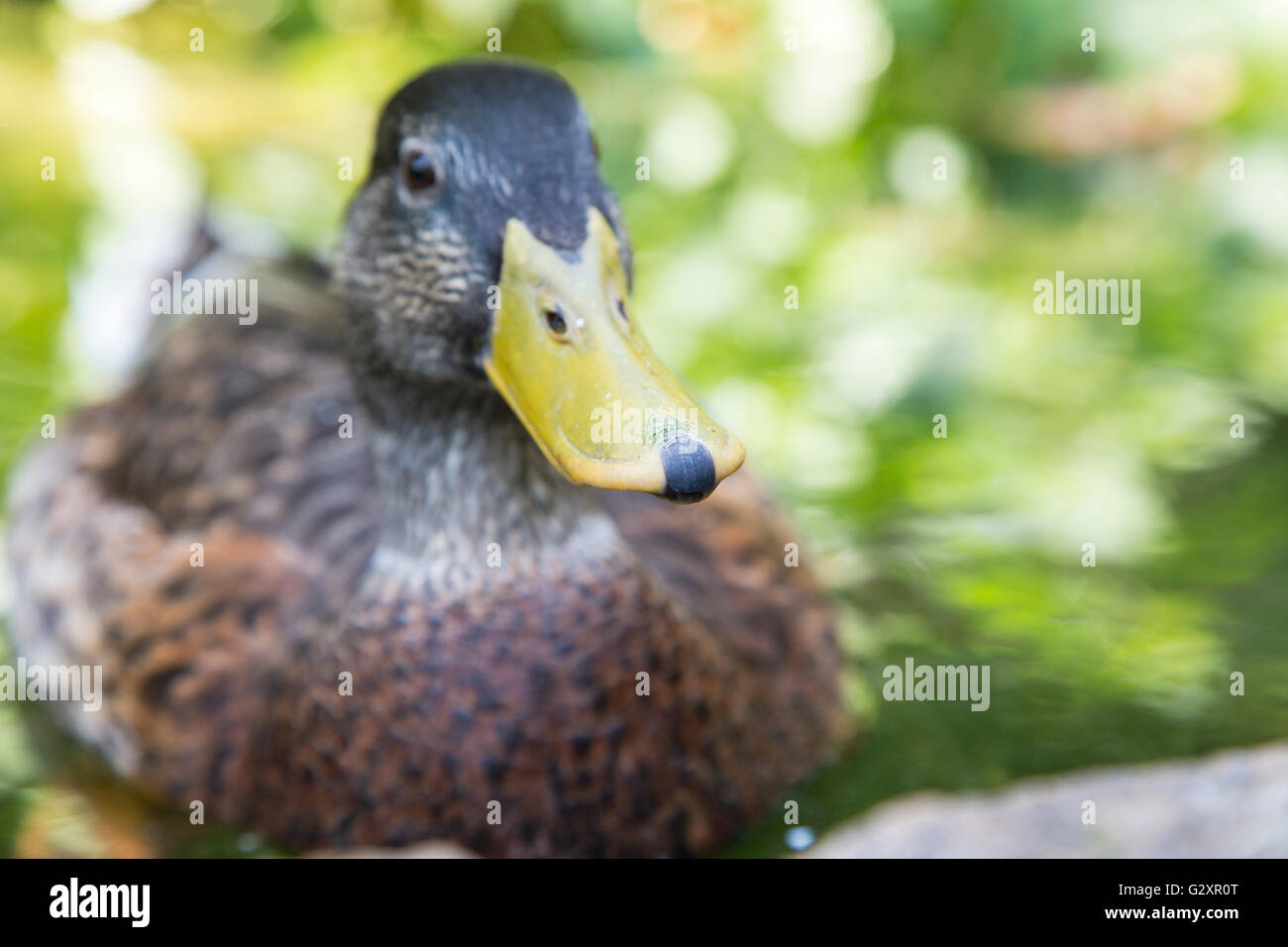 Frontalansicht des gelben Schnabels von einer weiblichen Stockente Anas Platyrhynchos. Selektiven Fokus mit geringer Schärfentiefe Stockfoto