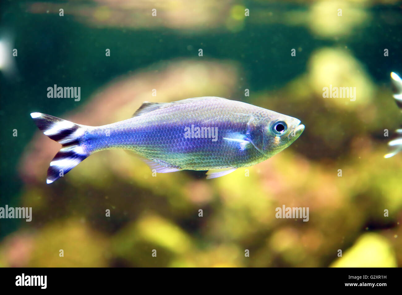 Kleine Fische mit schwarzen und weißen zebrine Schweif, in einem Aquarium schwimmen Stockfoto