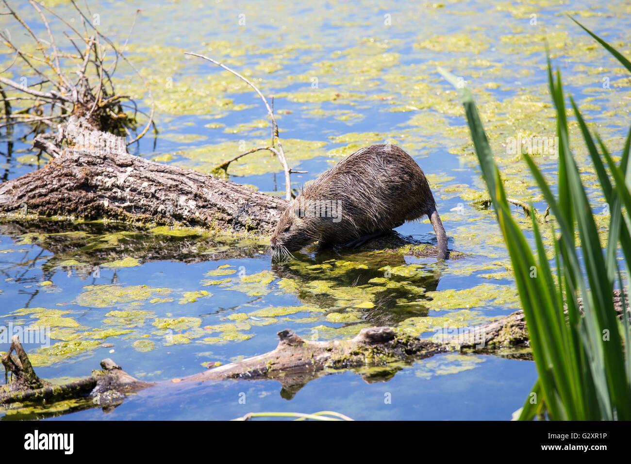 Ein Nutrias, Biber brummeln, auch bekannt als Fluss Ratte oder Nutria stehend auf einem Baumstamm auf dem Wasser in einem Teich schwimmen Stockfoto