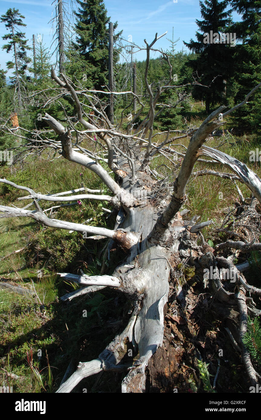 Stamm vertrocknete alte Baum irgendwo im Riesengebirge in Polen Stockfoto