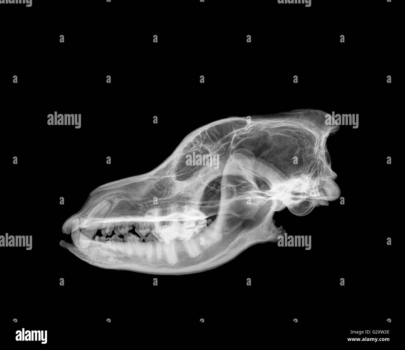 Seite Ansicht Röntgen des Schädels eines Wolfes auf schwarzem Hintergrund Stockfoto