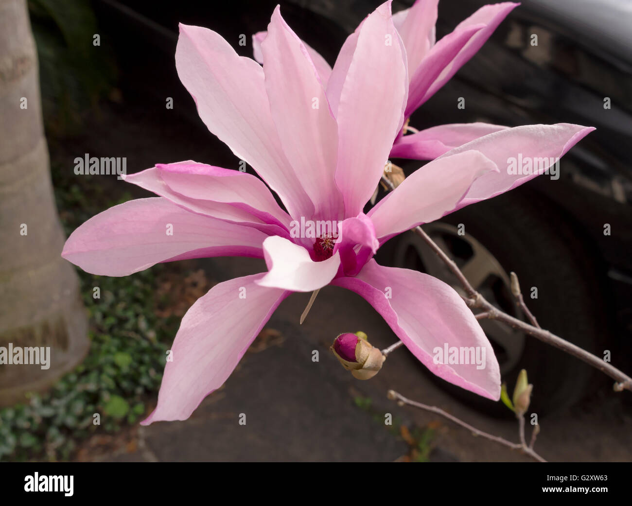 Magnolia Blumen im Frühjahr in New Orleans Stockfoto