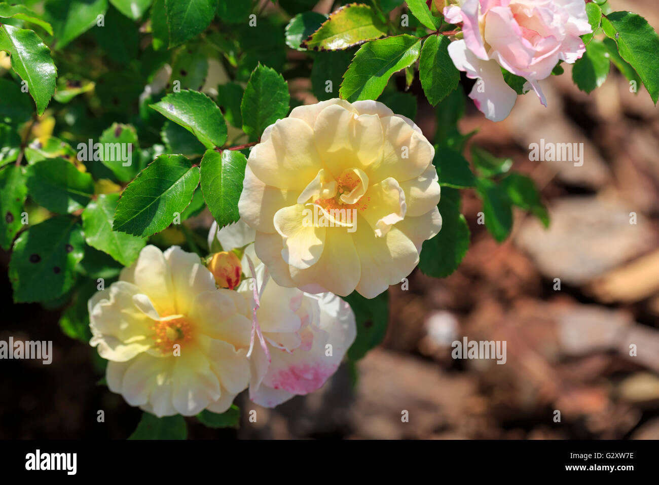 Popcorn-Drift-Rose, Rosa Novarospop Stockfoto