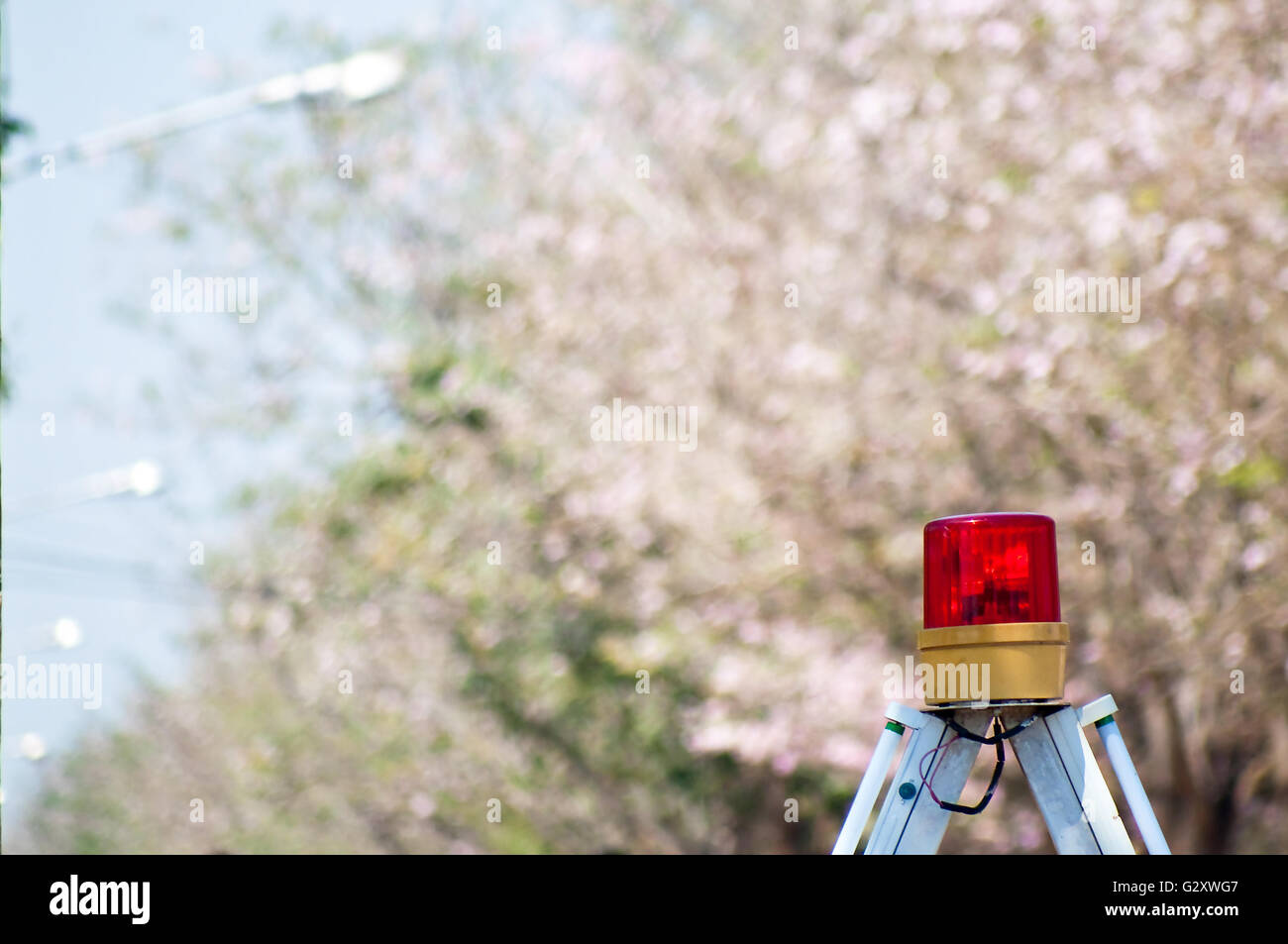 Sirene Licht der Sicherheitskontrolle in Blumenfest mit verschwommenen rosa Blüten auf Bäumen als Hintergrund. Ausgewählte Schwerpunkt rot s Stockfoto