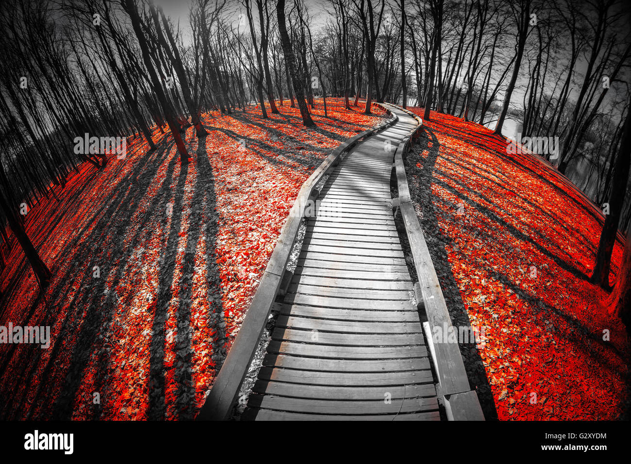 Straße im roten Wald. Mystische Landschaft. drei Farben schwarz weiss rot  Stockfotografie - Alamy