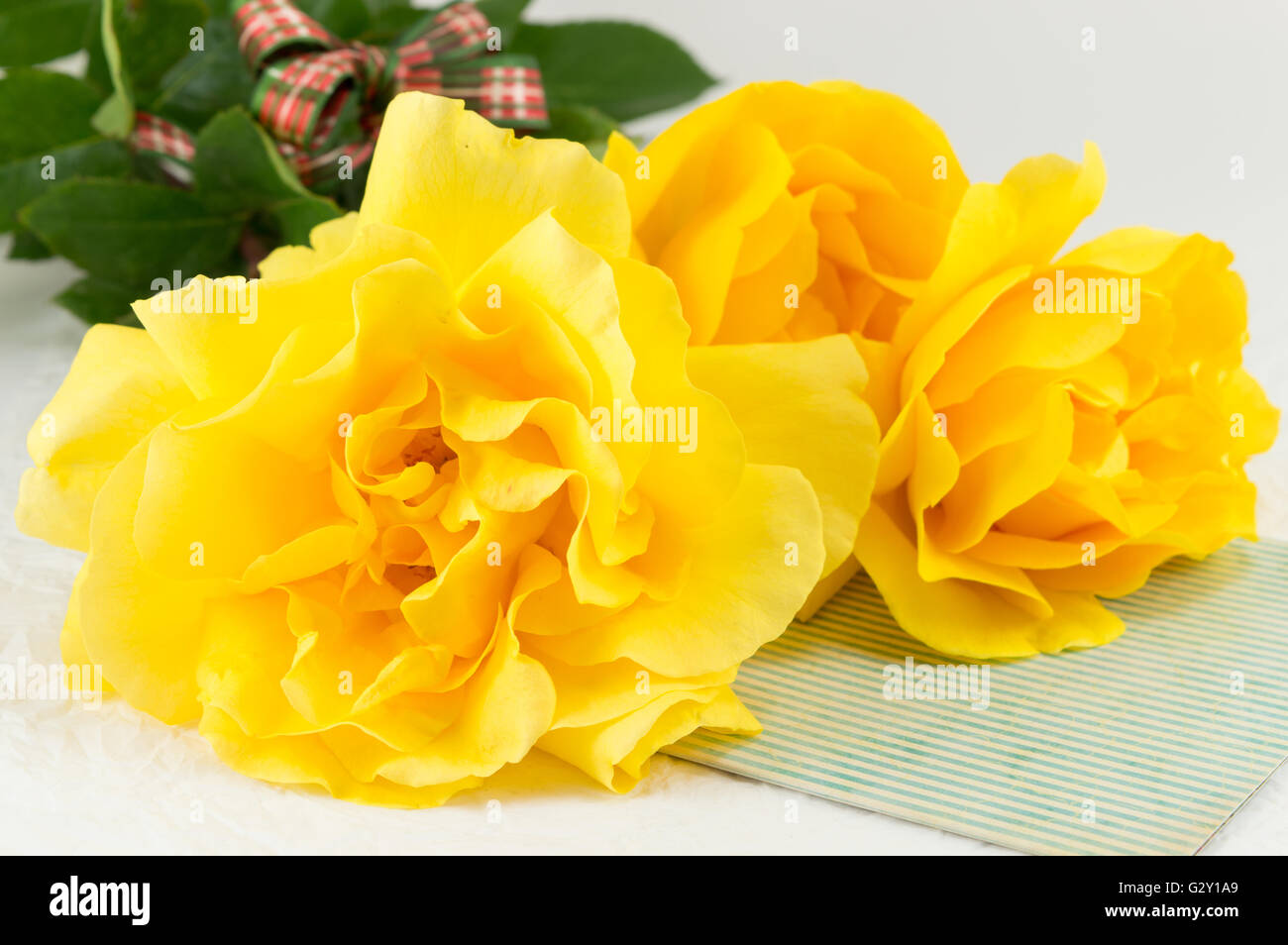 Gelbe Rosen in voller Blüte, die auf einen Tisch gestellt Stockfoto