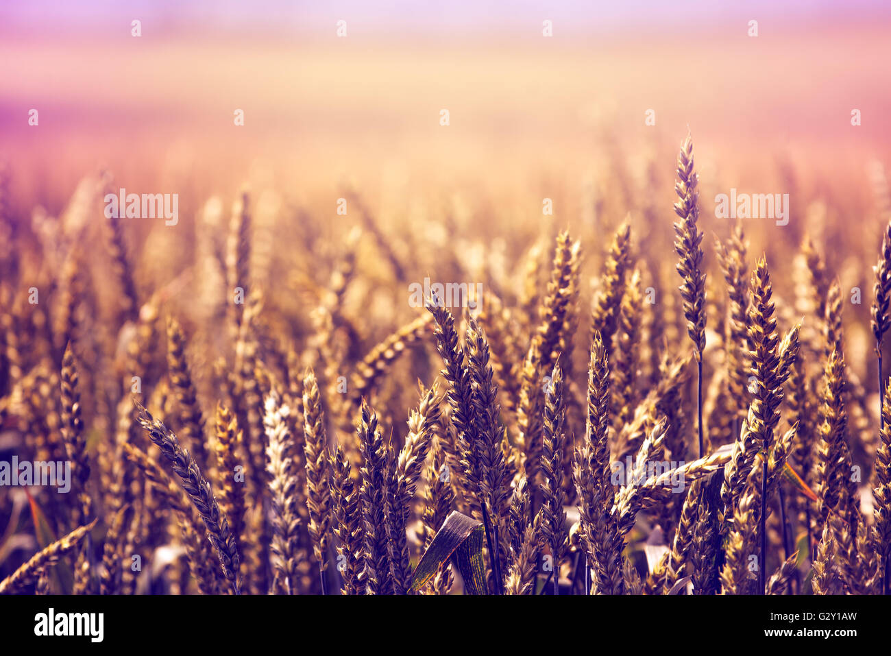 Schöne goldene Weizen Feld Retro getönt, ländliche Landschaft, selektiven Fokus Stockfoto