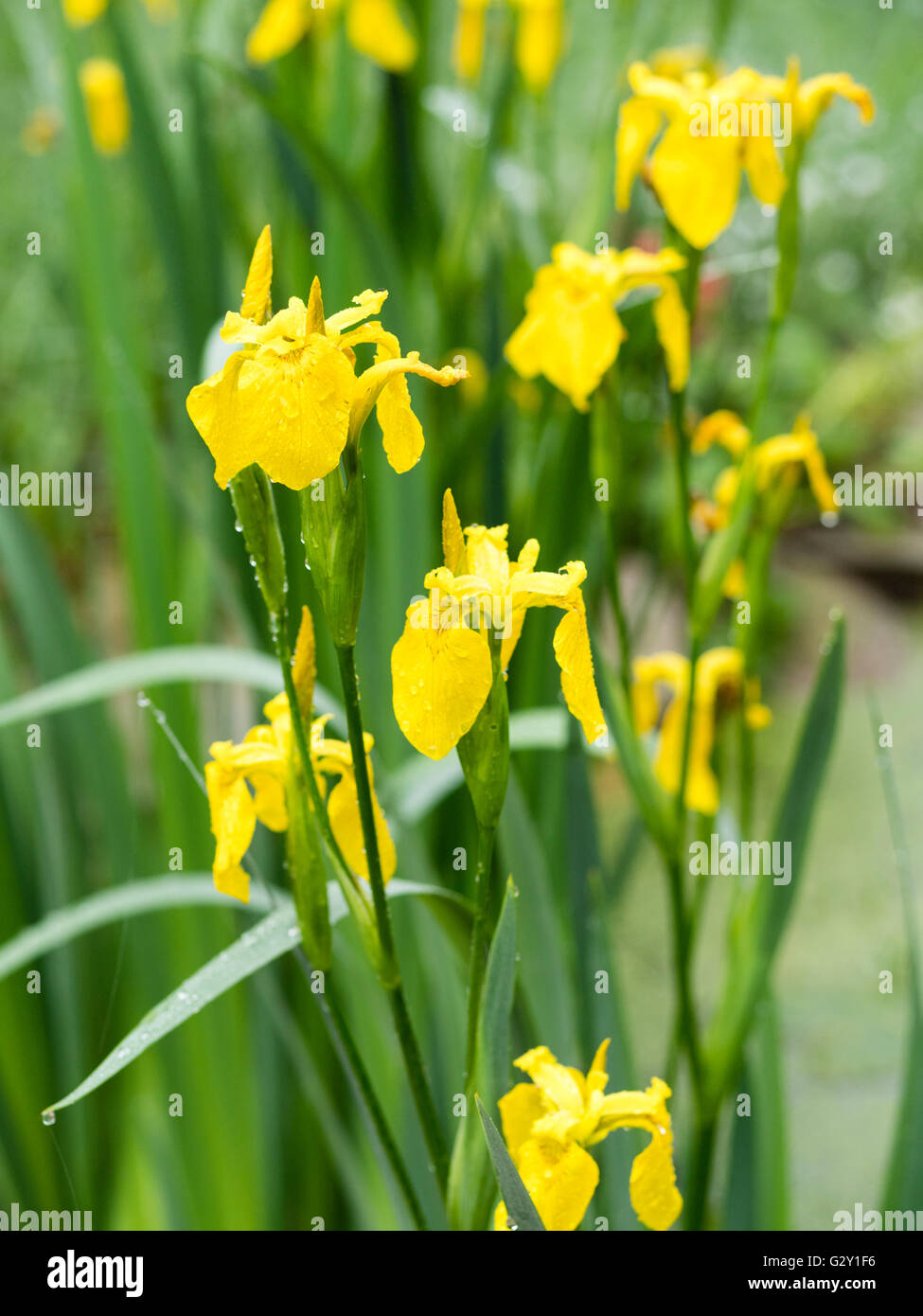 Gelbe Iris in einem Teich Stockfoto