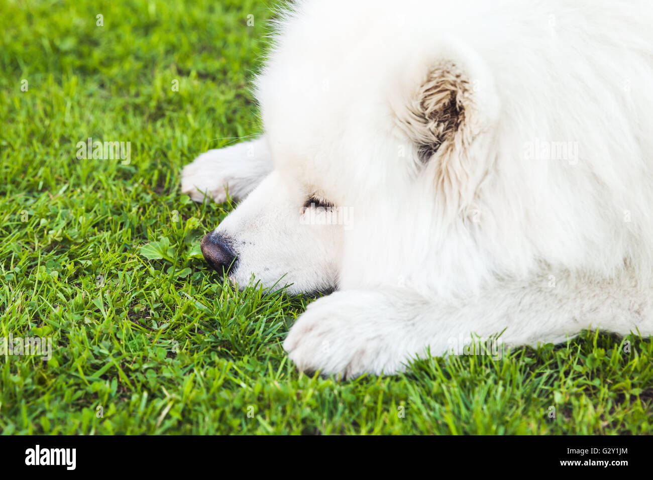 Weiße flauschiger Samoyed Hund liegt auf einem grünen Rasen, Nahaufnahme Stockfoto