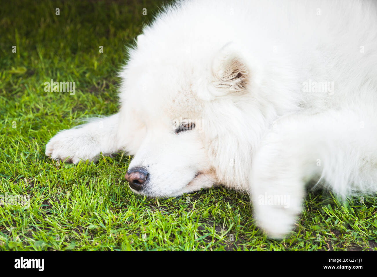 Weiße flauschiger Samoyed Hund liegt auf einem grünen Rasen, Nahaufnahme Stockfoto